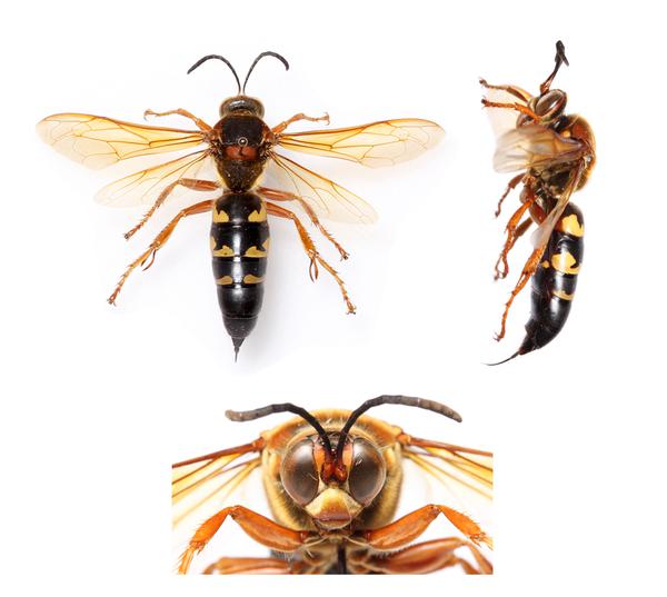Three views of Cicada killer wasp. (above, side-view, and front-view of head)